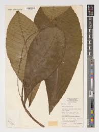 Image result for Argomuellera