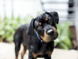 From furry dog and greyhounds to puppies, poodles and dalmatians. The Dog Trainer How To Read A Dog S Facial Expressions Dog Trainer Quick And Dirty Tips