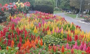 Photo Of Cockscomb Celosia Argentea Century Mixed Uploaded By Ilparw In 2020 Plants Garden Mixing