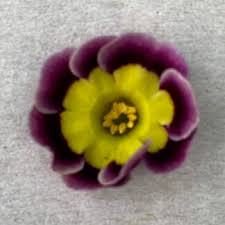 Image result for Primula 1982 Fleet