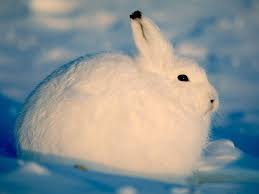 Artic Hare Fast Facts Type Mammal Diet Omnivore Average Life Span In The Wild Head And Body 19 To 26 In 48 Arctic Hare Polar Animals Arctic Animals
