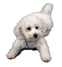 Via Giphy Cute Dogs Snow Dogs I Love Dogs