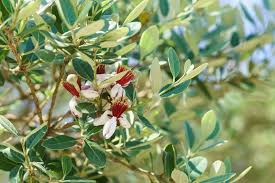 Image result for Feijoa sellowiana