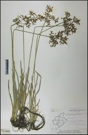 Image result for Fimbristylis complanata
