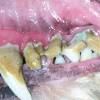 You will now get helpful info about the affordable dental care dogs. 1