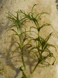 Image result for Najadaceae