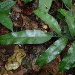 Image result for Lomariopsis guineensis