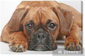 We did not find results for: Leinwandbild Deutsch Boxer Welpen 5 Monate Auf Weissem Hintergrund Liegen Pixers Wir Leben Um Zu Verandern