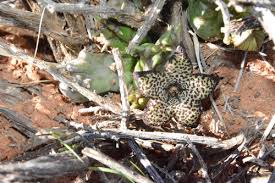 Image result for Tridentea