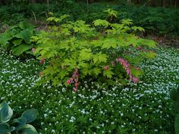 Gold Heart Bleeding Heart And Sweet Woodruff Knecht S Nurseries Landscaping Sweet Woodruff Ground Cover Plants Plants