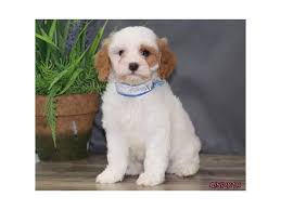 Our cavapoo puppies are so loved by their new families! Cavapoo Dog Male White Apricot 2325907 Petland Racine Wi