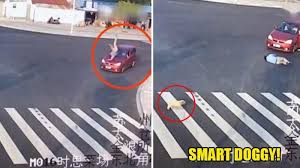 Jenazah kaj kemudian dibawa ke rsud. Anjing Ini Pilih Lewat Zebra Cross Setelah Lihat Pria Ditabrak Mobil Karena Sembarangan Menyeberang Halaman All Tribunnews Com Mobile