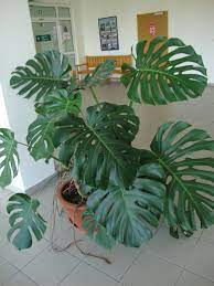 Someday Someone Will Buy Me A Monstrosa Deliciosa It Doesn T Have To Be This Big Swiss Cheese Plant Plants Cheese Plant