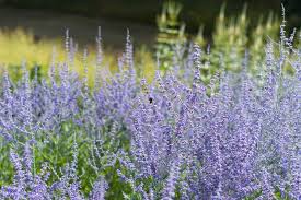 Image result for perovskia atriplicifolia 'little spire'