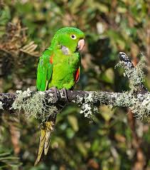 Green Bird With Red Ring Around Neck White Eyed Parakeet Wikipedia The Free Encyclopedia Conure Parrots Parakeet Pet Birds