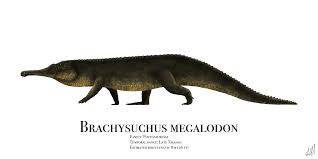 Image result for Brachystephanus