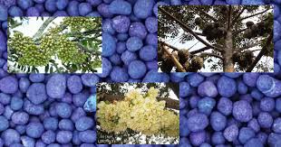 Anak pokok yg dpt ditanam = 50 pokok. Sop Pembajaan Pokok Durian Dewasa Supaya Berbuah Lebat Hingga Patah My Info Berita