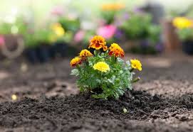 The marigold is also called the herb of the sun, representing passion and even creativity. Marigold Flowers Varieties Uses Meaning Growing And Care Tips
