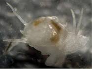 Image result for Galeomma