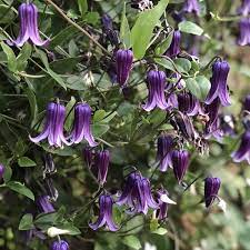 Purpurea plena elegans, double flowers are lavender blushed with rose and bloom july to september; Clematis Roguchi Buy Clematis Perennials Online