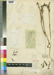 Image result for Habenaria humilior