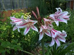 Image result for Crinum buphanoides