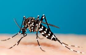 O aedes aegypti é um mosquito de origem africana que teve sua primeira descrição realizada no egito (daí a origem de seu nome). New Invasive Mosquito Species Found In Pasadena Office Of The City Manager