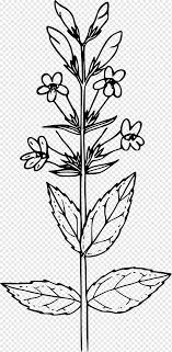 Shop for mustard plant wall art from the getty images collection of creative and editorial photos. Mustard Plant Drawing Coloring Book Mustard Seed Black Mustard Plant Botany Leaf Branch Png Pngwing