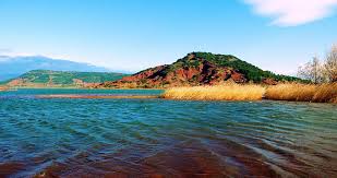 Image result for Selago lacunosa