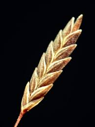 Image result for Eragrostis porosa