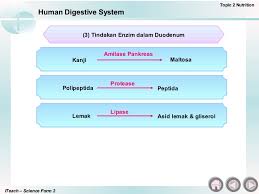 Text of ujian sains tingkatan 2. Bab 2 Nutrisi