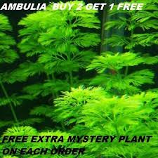 Image result for Limnophila indica