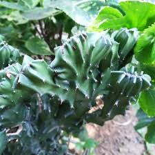 Image result for Euphorbia crebrifolia