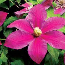 Maybe you would like to learn more about one of these? Clematis Sunset Clearview Horticultural Products