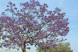 Once it matures, the height can reach up to 100 feet and the canopy can spread at up to 70 feet. The 5 Best Flowering Trees For Your Southern California Yard