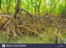 Marais de mangroves, de la rivière Krabi, Krabi, Thaïlande Photo Stock -  Alamy