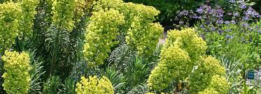 They washed my eyes out but did not know how to treat the burn. Gardening Features From Crocus Co Uk Euphorbias