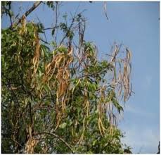 Image result for Stereospermum harmsianum