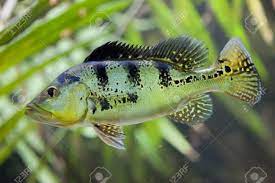Zoo dvůr králové, czech international common names. Butterfly Peacock Bass Cichla Ocellaris Stock Photo Picture And Royalty Free Image Image 66390882