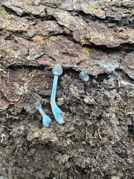 Image result for Indigofera subulifera