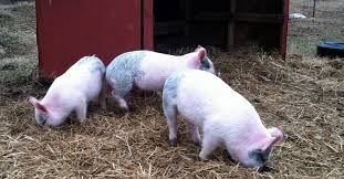 Backyard native pigs raising | introduction. Raising Pigs Pros Cons The Prairie Homestead