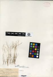 Image result for Sporobolus agrostoides