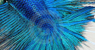Pin On Beautiful Betta S