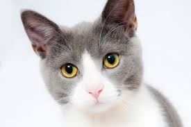 We did not find results for: 20 Ide Nama Kucing Yang Lucu Dan Unik Untuk Kucing Jantan Dan Betina Semua Halaman Bobo