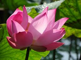 There a few places where you can buy preserved flowers in singapore. Lotus Flowers Craft N Home