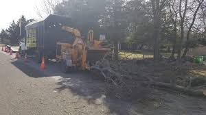 We did not find results for: South Jersey Emergency Tree Services Bumblebee Tree Service