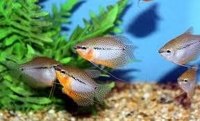 The 15 Exotic And Cool Freshwater Aquarium Fish Aquarium