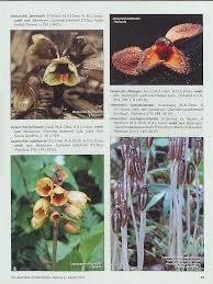 Image result for Gastrodia ballii