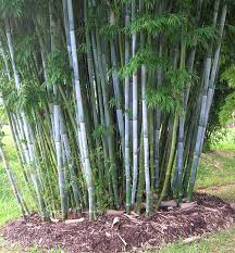 Running bamboo spreads rapidly and horizontally because they are monopodial and have long rhizomes. Bamboo Clumping Species Bamboo Australia Sunshine Coast