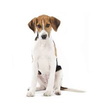 Image result for Harrier dog